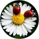 Melek sümer profil fotoğrafı