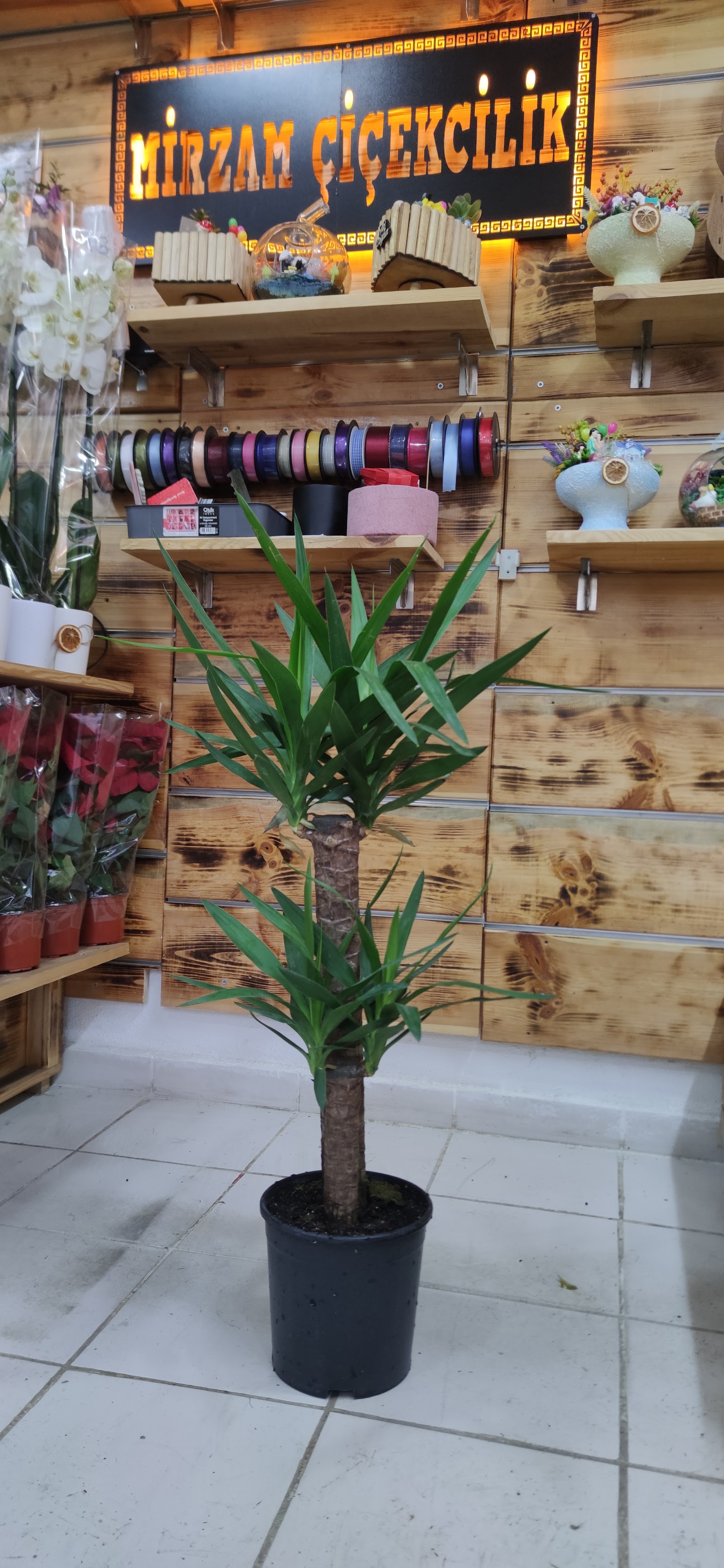 Kırıkkale Mirzam Çiçekçilik